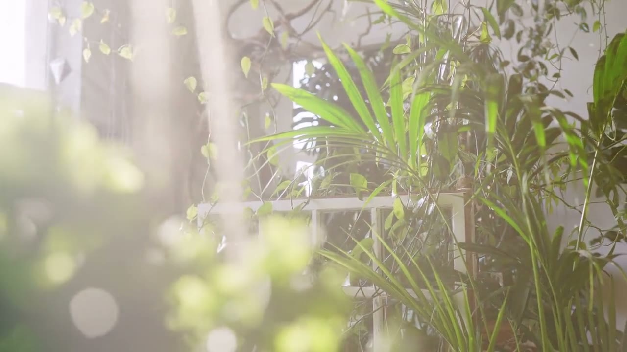 Luz para plantas
