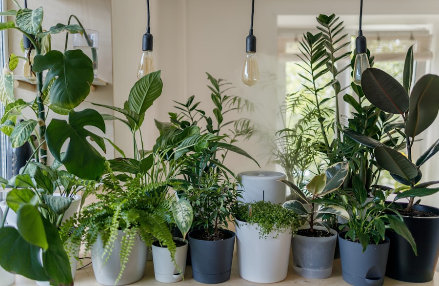 Plantas ornamentales